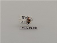 藏品(蓬萊角肩花天牛)的圖片